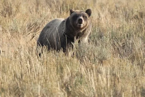 Trail Walker Attacked by Grizzly in Yellowstone Flown to Trauma Center