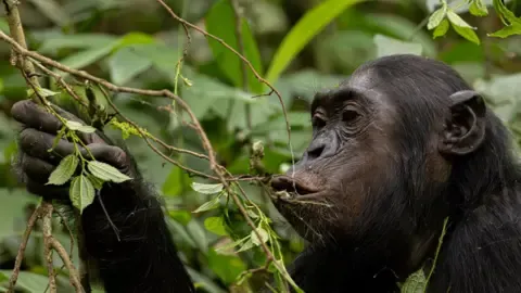 Chimpanzees Consuming an Amount Equal of an Alcoholic Beverage Per Day from Ripe Fruits, Research Finds