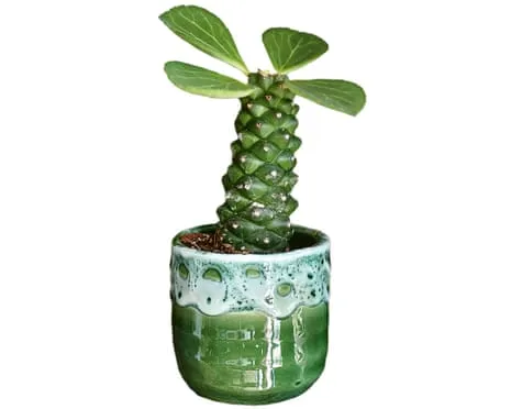 Will This Euphorbia Ritchiei Ever Grow Leaves Back?