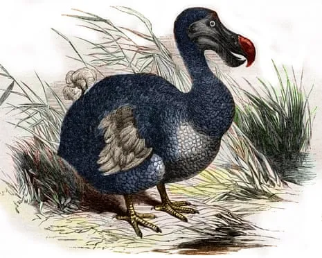 Researchers Assert They Have Achieved a ‘Pivotal Step’ in Reviving the Flightless Species for the First Time in 300 Years
